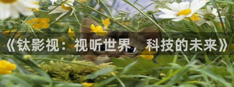 黑蚂蚁 电视剧：《钛影视：视听世界，科技的未来》