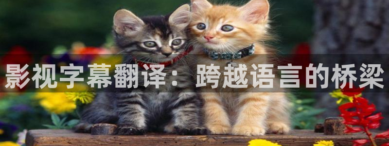 黑蚂蚁在线观看：影视字幕翻译：跨越语言的桥梁